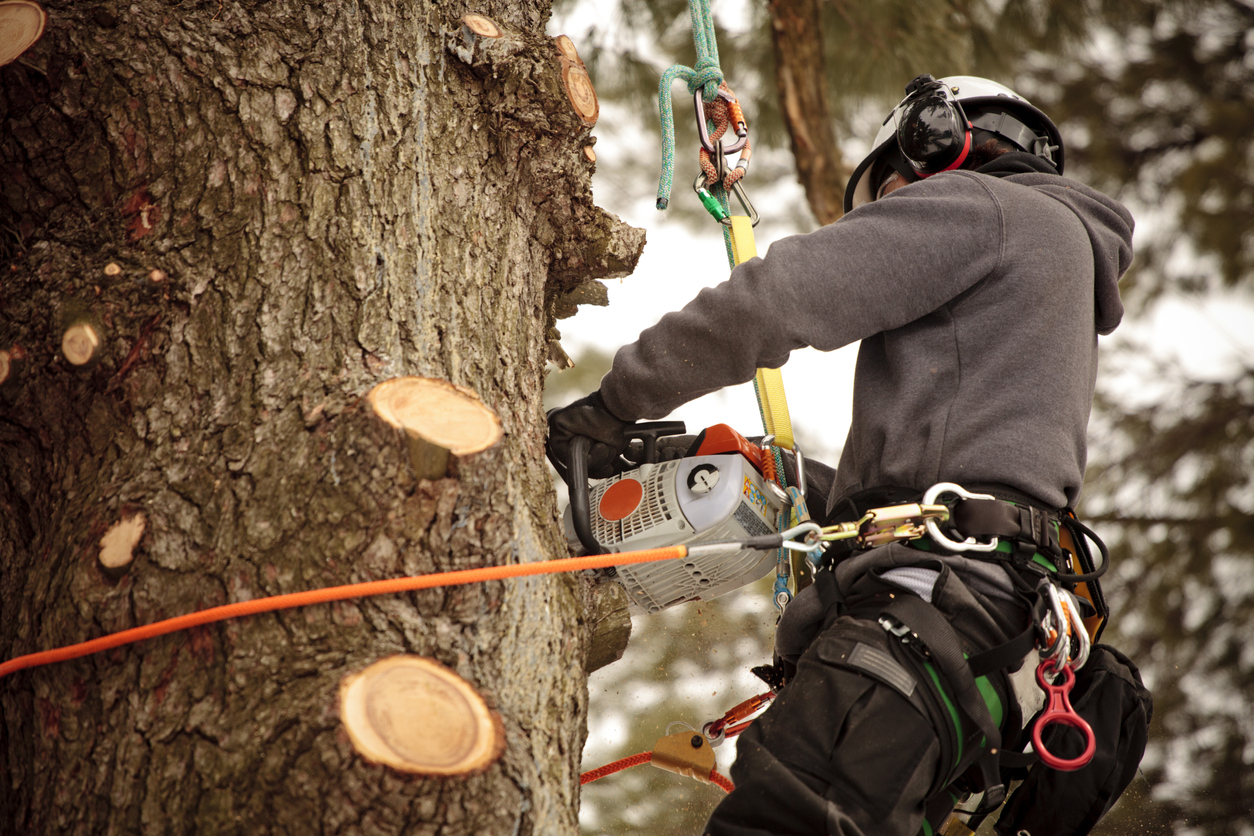 arborists